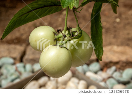 The unripe fruit of the pepino plant, which is juicy but can be eaten raw 125856978