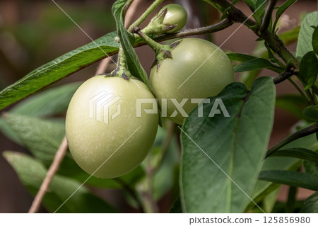 The unripe fruit of the pepino plant, which is juicy but can be eaten raw 125856980