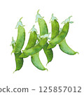 Watercolor snap peas 125857012