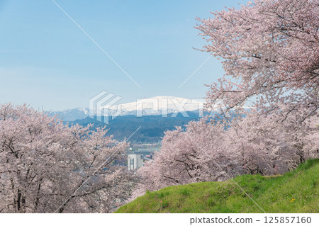 Cherry blossoms and Mt. Gassan viewed from Mt. Nagaoka 125857160