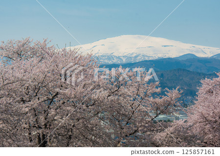 Cherry blossoms and Mt. Gassan viewed from Mt. Nagaoka 125857161