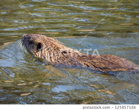 海狸鼠 海狸鼠 125857188