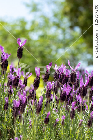 A lavender field enveloped in a gentle fragrance 125857200