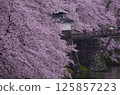 The main gate of Kajo Park with cherry blossoms in full bloom 125857223