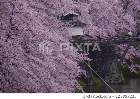 The main gate of Kajo Park with cherry blossoms in full bloom 125857223