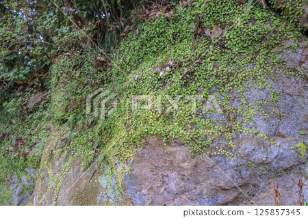 March 26 2025 Lush Green Vegetation Covering a Rocky Surface in a Forested Area, Japan 125857345