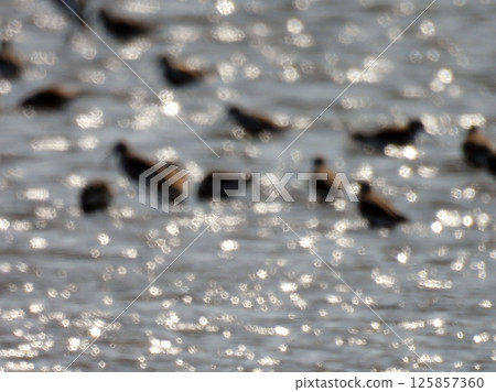 Background material with a shallow coastline motif 125857360