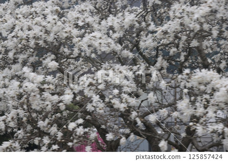 March 26 2025 March 26 2025 Blooming White Blossoms on a Tree Capturing Nature's Tranquility, Japan, Japan 125857424