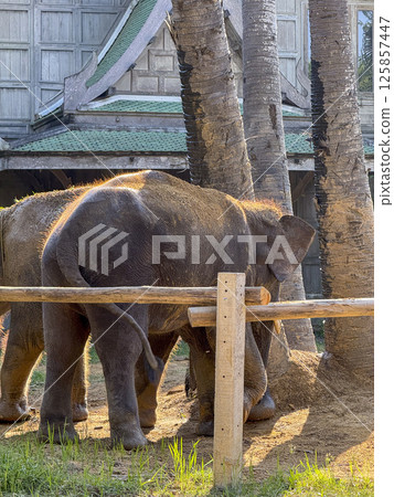Playful large mammals elephant duo in a tropical sanctuary enjoy a peaceful day in a sanctuary, where they live in harmony with nature and protected from captivity or poaching. Playful large mammals elephant duo in a tropical sanctuary enjoy a peaceful day in a sanctuary, where they live in harmony with nature and protected from captivity or poaching. 125857447
