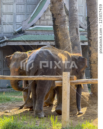 Wildlife photography of cute elephants in their protected habitat, majestic elephant duo captured playing in natural environment. Conservation efforts and wildlife sanctuary protection. Wildlife photography of cute elephants in their protected habitat, majestic elephant duo captured playing in natural environment. Conservation efforts and wildlife sanctuary protection. 125857459
