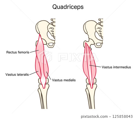股四頭肌、大腿肌肉、膝關節伸展肌肉 125858043