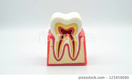Detailed Cross-Section of Human Tooth Showing Root, Pulp, and Surrounding Bone 125858080