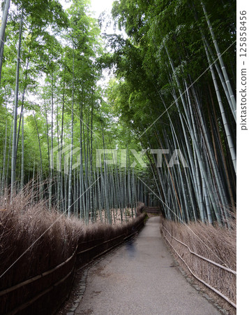 日野嵐山野宮採取小直徑的竹路徑 125858456