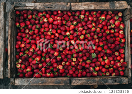 The strawberries in a rustic wooden box 125858556