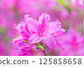 Azalea 125858658
