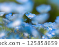 Blue nemophila flowers 125858659