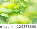 Wrapped in gentle blur 125858660