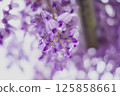 Wisteria and bokeh 125858661