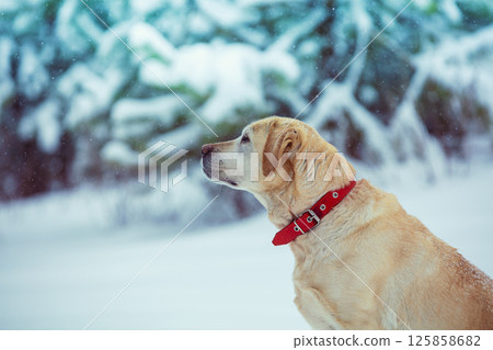 Portrait of Labrador retriever dog outdoors in winter in snowy park 125858682