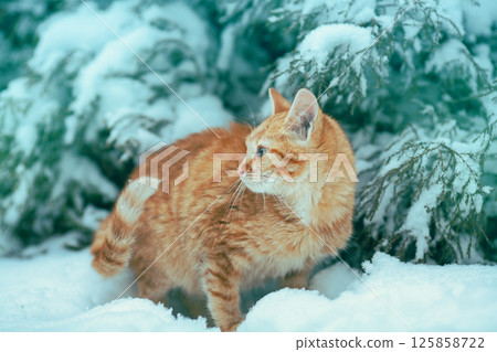 Red cat outdoors in snowy winter. Cat siting in snow near fir tree Red cat outdoors in snowy winter. Cat siting in snow near fir tree 125858722
