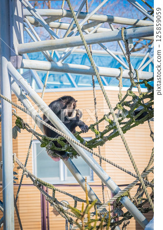 北海道札幌市圓山公園的黑猩猩 125859059