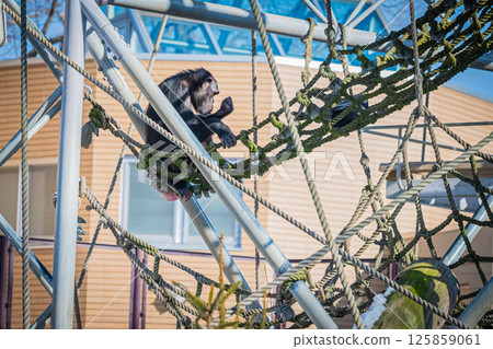 北海道札幌市圓山公園的黑猩猩 125859061