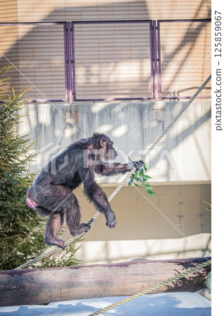 北海道札幌市圓山公園的黑猩猩 北海道札幌市圓山公園的黑猩猩 125859067