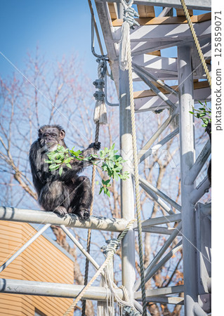 Chimpanzees at Maruyama Park, Sapporo, Hokkaido 125859071