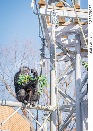 北海道札幌市圓山公園的黑猩猩 125859072