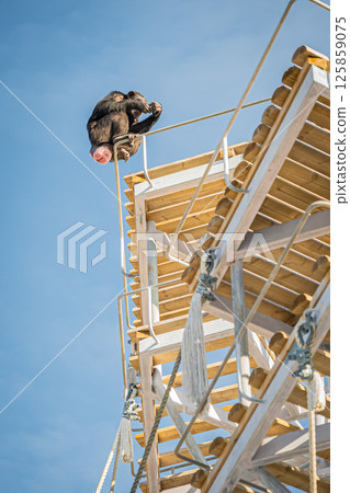 北海道札幌市圓山公園的黑猩猩 125859075