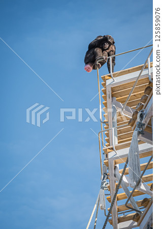 北海道札幌市圓山公園的黑猩猩 125859076