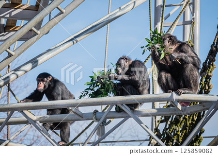 Chimpanzees at Maruyama Park, Sapporo, Hokkaido 125859082