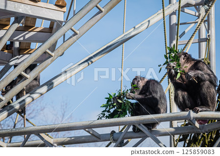 北海道札幌市圓山公園的黑猩猩 125859083