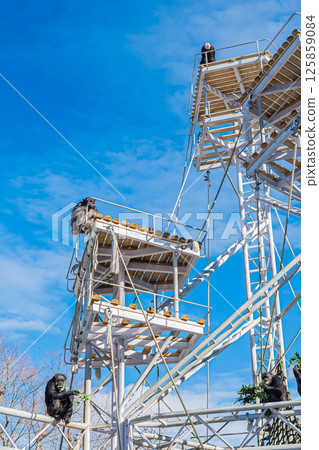 北海道札幌市圓山公園的黑猩猩 125859084