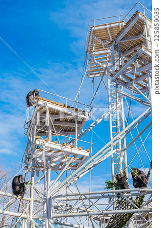 北海道札幌市圓山公園的黑猩猩 125859085