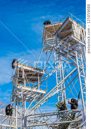 北海道札幌市圓山公園的黑猩猩 125859088