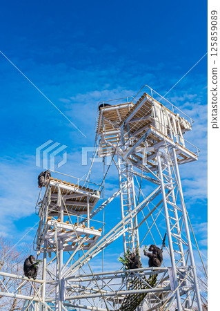 北海道札幌市圓山公園的黑猩猩 125859089