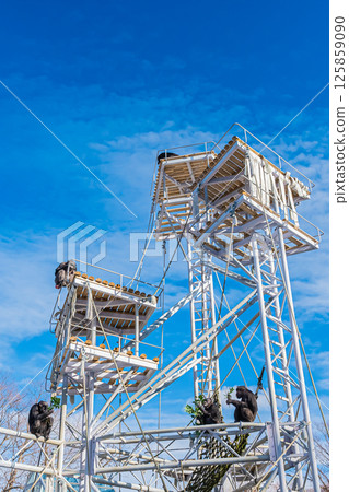 北海道札幌市圓山公園的黑猩猩 125859090