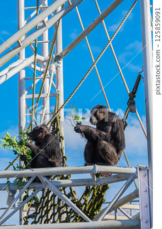 Chimpanzees at Maruyama Park, Sapporo, Hokkaido 125859091