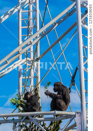 北海道札幌市圓山公園的黑猩猩 125859093