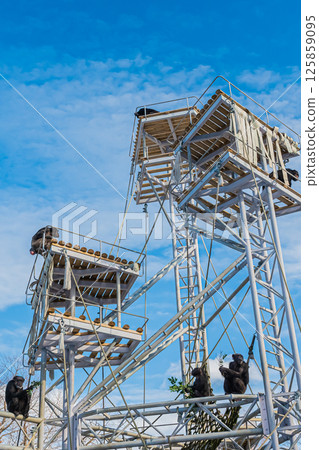 北海道札幌市圓山公園的黑猩猩 125859095