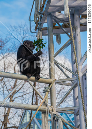 北海道札幌市圓山公園的黑猩猩 125859096