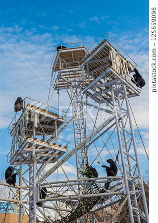 北海道札幌市圓山公園的黑猩猩 125859098