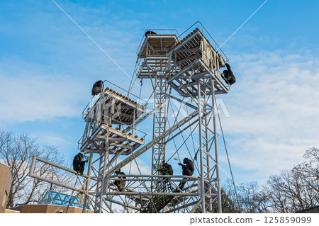 北海道札幌市圓山公園的黑猩猩 125859099