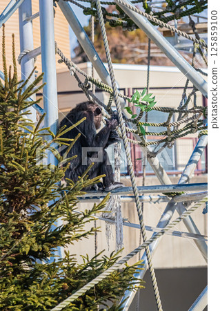 北海道札幌市圓山公園的黑猩猩 125859100