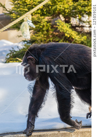 北海道札幌市圓山公園的黑猩猩 125859101