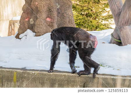 北海道札幌市圓山動物園的黑猩猩 125859113