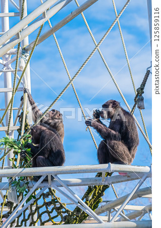北海道札幌市圓山動物園的黑猩猩 125859116
