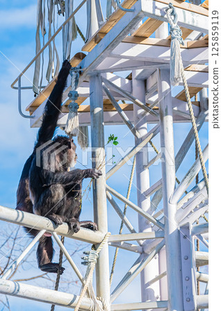 北海道札幌市圓山動物園的黑猩猩 125859119