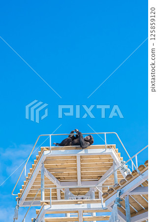 北海道札幌市圓山動物園的黑猩猩 北海道札幌市圓山動物園的黑猩猩 125859120